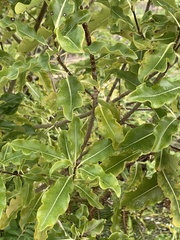 Pittosporum eugenioides