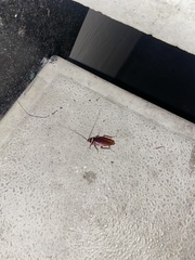 Periplaneta australasiae