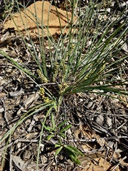 Lomandra collina