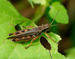 Melanoplus