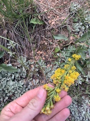 Solidago missouriensis