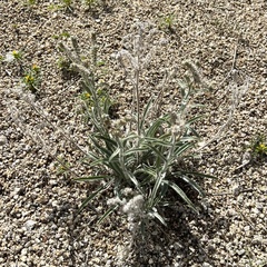 Oreocarya suffruticosa