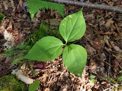 Trillium undulatum