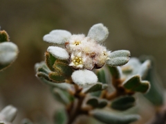 Spyridium parvifolium