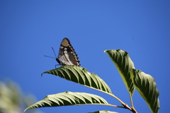 Adelpha californica