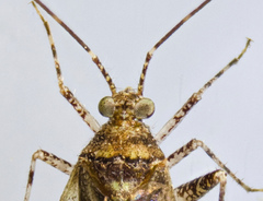 Phytocoris