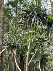 Pandanus tectorius