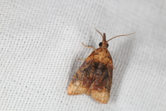 Platynota flavedana