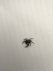 Hasarius adansoni