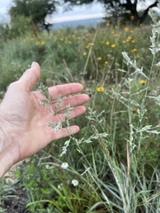 Eragrostis secundiflora