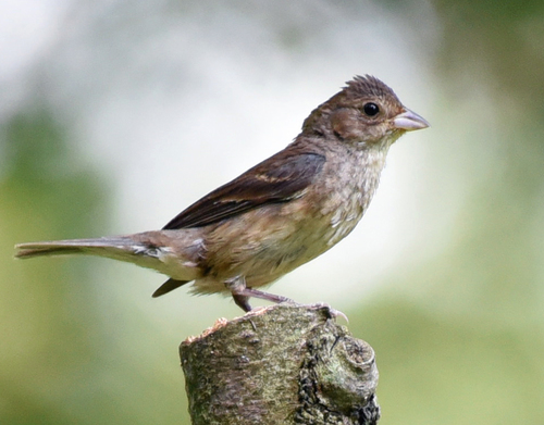 Indigo Bunting, photo 9 of 10