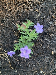 Ruellia humilis