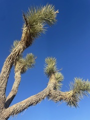 Yucca brevifolia