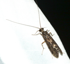 Hydropsychinae