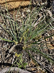 Lomandra collina