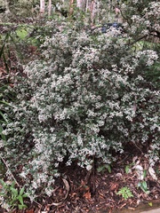 Spyridium parvifolium