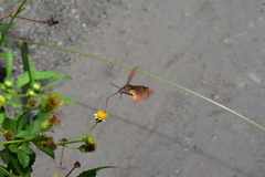 Macroglossum