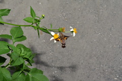 Macroglossum