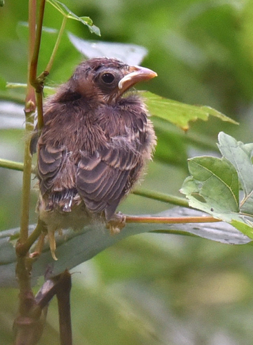 Indigo Bunting, photo 8 of 10