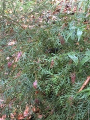 Acanthorhynchus tenuirostris