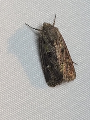 Lacinipolia renigera