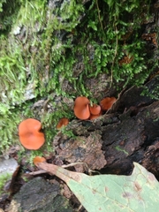 Scutellinia