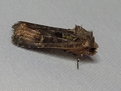 Lacinipolia renigera