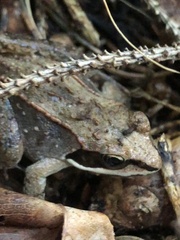 Lithobates sylvaticus image