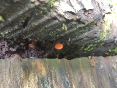 Scutellinia