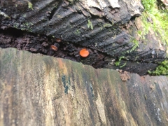 Scutellinia