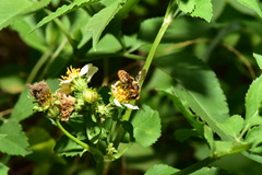 Megachile rufovittata