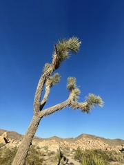 Yucca brevifolia