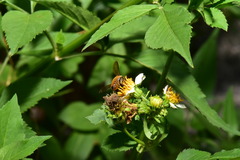 Megachile rufovittata