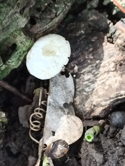 Lactocollybia