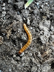 Tenebrionoidea
