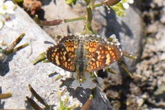 Phyciodes pallescens