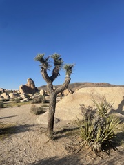 Yucca brevifolia