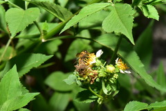 Megachile rufovittata