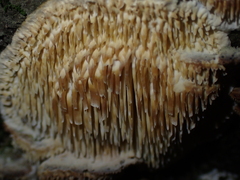 Radulomyces copelandii