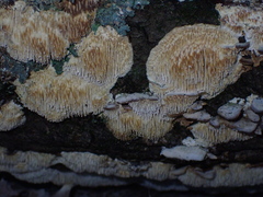 Radulomyces copelandii