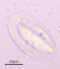 Chilodonella