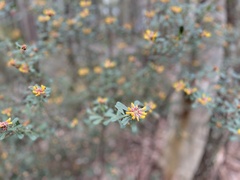 Pultenaea