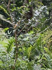 Psidium cattleyanum