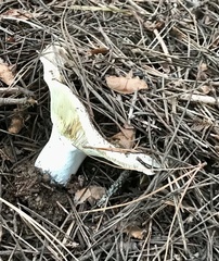 Russula brevipes