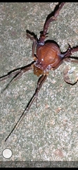 Gonyleptidae