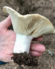 Russula brevipes