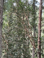 Psidium cattleyanum