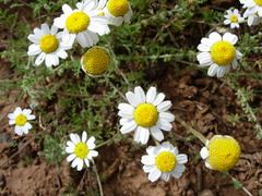 Anthemis arvensis