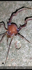 Gonyleptidae