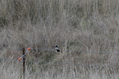 Rhipidura leucophrys